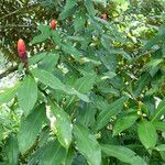 Costus scaber Blüte