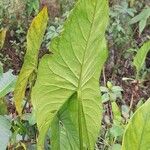 Lasimorpha senegalensis List