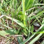 Dactylorhiza maculata Fulla
