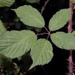 Rubus questieri その他の提案