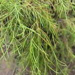 Plocama pendula Leaf