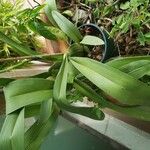 Brassia arachnoidea Feuille