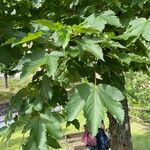 Acer glabrum Blatt