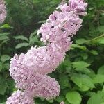 Syringa josikaea Flower