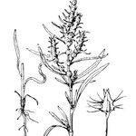 Rumex maritimus Ostatní