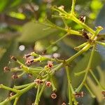 Viburnum odoratissimum Vrucht