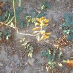 Hoffmannseggia glauca Flower