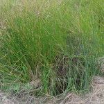 Eleocharis erythropoda Habit