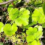 Coptis trifolia Hoja