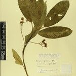 Saurauia napaulensis 其他