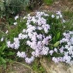 Phlox subulata Virág