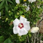Hibiscus syriacus Kvet