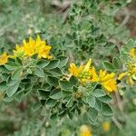 Medicago arboreaFlor