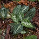 Goodyera oblongifolia عادت