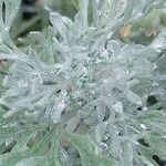 Artemisia umbelliformis Leaf