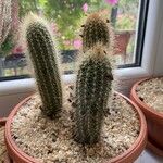 Pilosocereus chrysostele Hoja