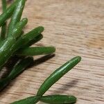 Rhipsalis baccifera Blatt