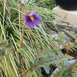 Solanum pyracanthos Flower