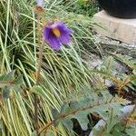 Solanum pyracanthos Flor