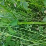 Trifolium resupinatum Corteza