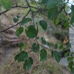 Prunus mahaleb Φύλλο