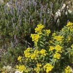 Euphorbia squamigera Other