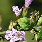 Clinopodium nepetaFloare