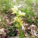 Dactylorhiza insularis Flower