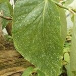 Begonia coccinea Liść