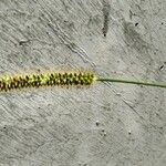 Setaria viridis Квітка