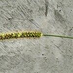 Setaria viridis Blüte