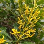 Vochysia tucanorum Λουλούδι