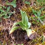 Anacamptis fragrans Folio