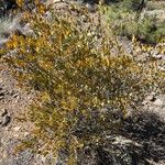 Simmondsia chinensis Συνήθη χαρακτηριστικά
