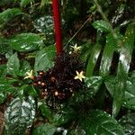 Psychotria densinervia Flower