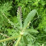 Potentilla recta Blatt