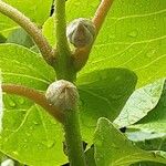 Actinidia chinensis Blomst