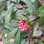 Cotoneaster salicifolius Φρούτο