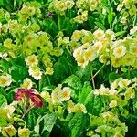 Primula elatior Folha