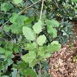 Nothofagus obliqua Hoja