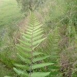 Arthropteris orientalis Leaf