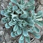 Antennaria parvifolia Φύλλο