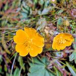 Potentilla grandiflora 花