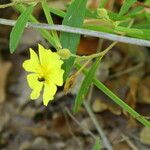 Helianthemum georgianum പുഷ്പം