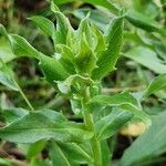 Hieracium sabaudum Leaf