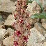Orobanche gracilis Hábito