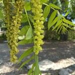 Juglans californica Кветка