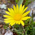 Werneria villosa Flower