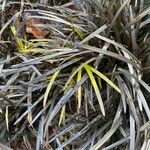 Ophiopogon planiscapus Blatt