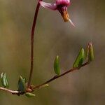 Vaccinium microcarpum Sonstige